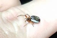 Singa nitidula