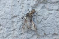 Marpissa muscosa