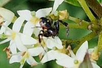 Synema globosum