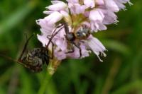 Synema globosum