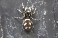 Salticus scenicus