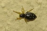 Heliophanus cupreus