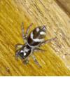 Salticus scenicus