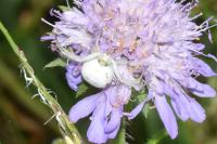Misumena vatia