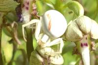 Misumena vatia