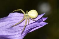 Misumena vatia