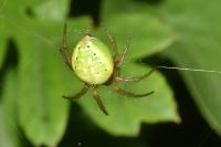 Araniella