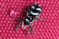 Salticus scenicus