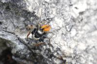 Philaeus chrysops