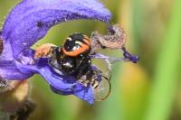 Synema globosum