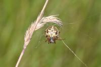 Larinioides cornutus