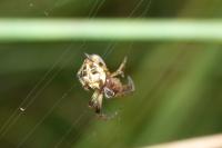 Larinioides cornutus