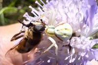 Misumena vatia