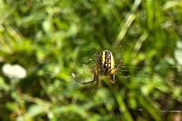Mangora acalypha
