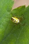 Mangora acalypha