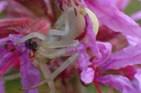 Misumena vatia