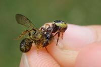 Synema globosum