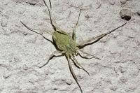 Odiellus