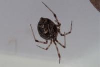 Parasteatoda tepidariorum