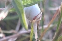 Misumena vatia