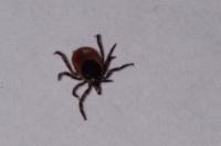 Ixodes ricinus