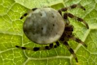 Araneus quadratus