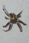 Araneus marmoreus