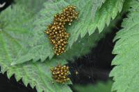 Araneus diadematus