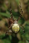 Argiope bruennichi
