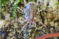 Odiellus spinosus
