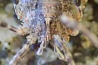 Odiellus spinosus