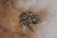 Marpissa muscosa