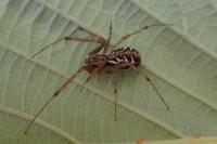 Linyphia triangularis