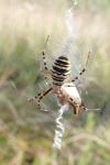 Argiope bruennichi