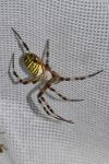 Argiope bruennichi
