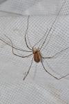 Opilio canestrinii