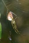 Metellina