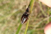 Philaeus chrysops