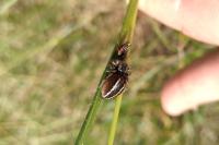 Philaeus chrysops