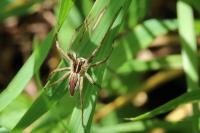 Pisaura mirabilis