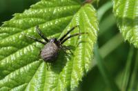 Xysticus kempeleni
