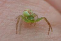Ebrechtella tricuspidata