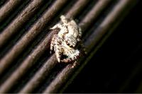 Marpissa muscosa