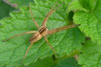 Pisaura mirabilis
