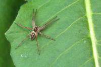 Pisaura mirabilis