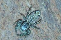 Marpissa muscosa