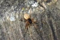 Pachygnatha degeeri