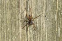 Pardosa
