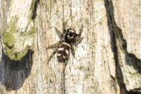 Salticus scenicus