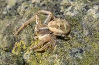 Xysticus